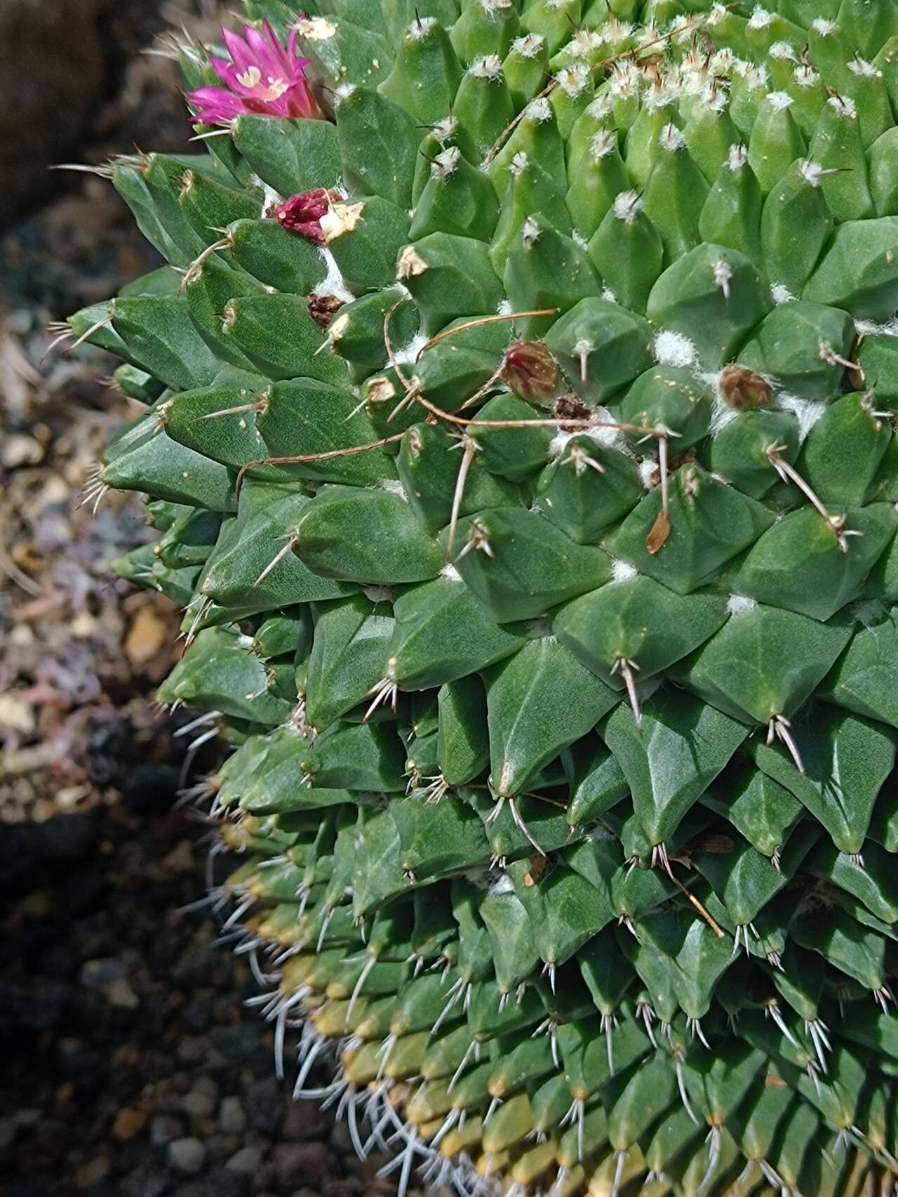 Mammillaria sartorii — houseplant care guide