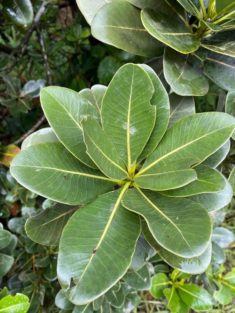 Sideroxylon cinereum — related species from the same genus