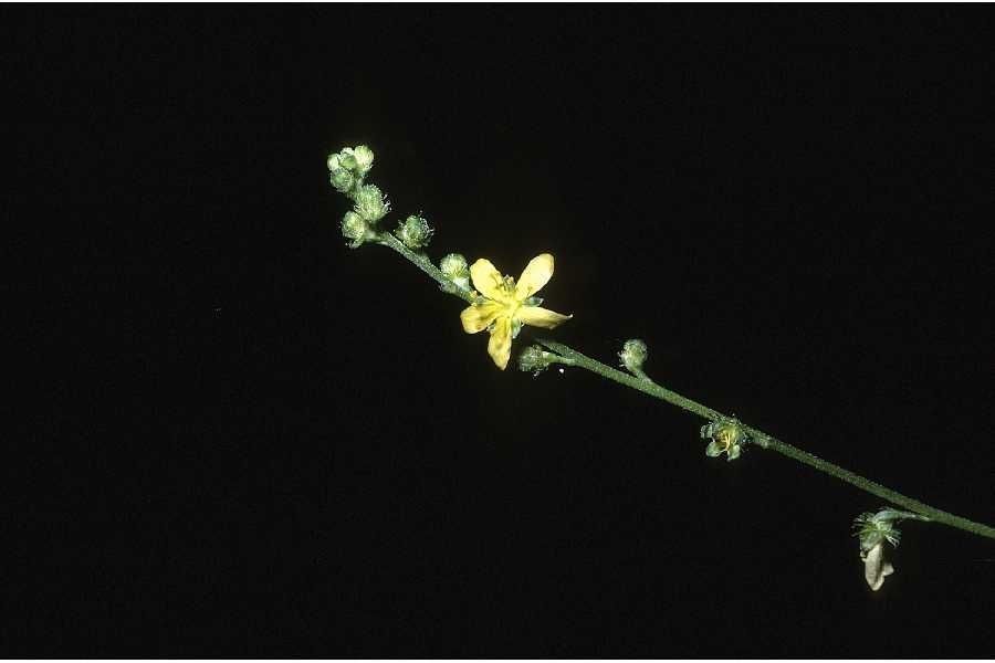 Agrimonia rostellata habit