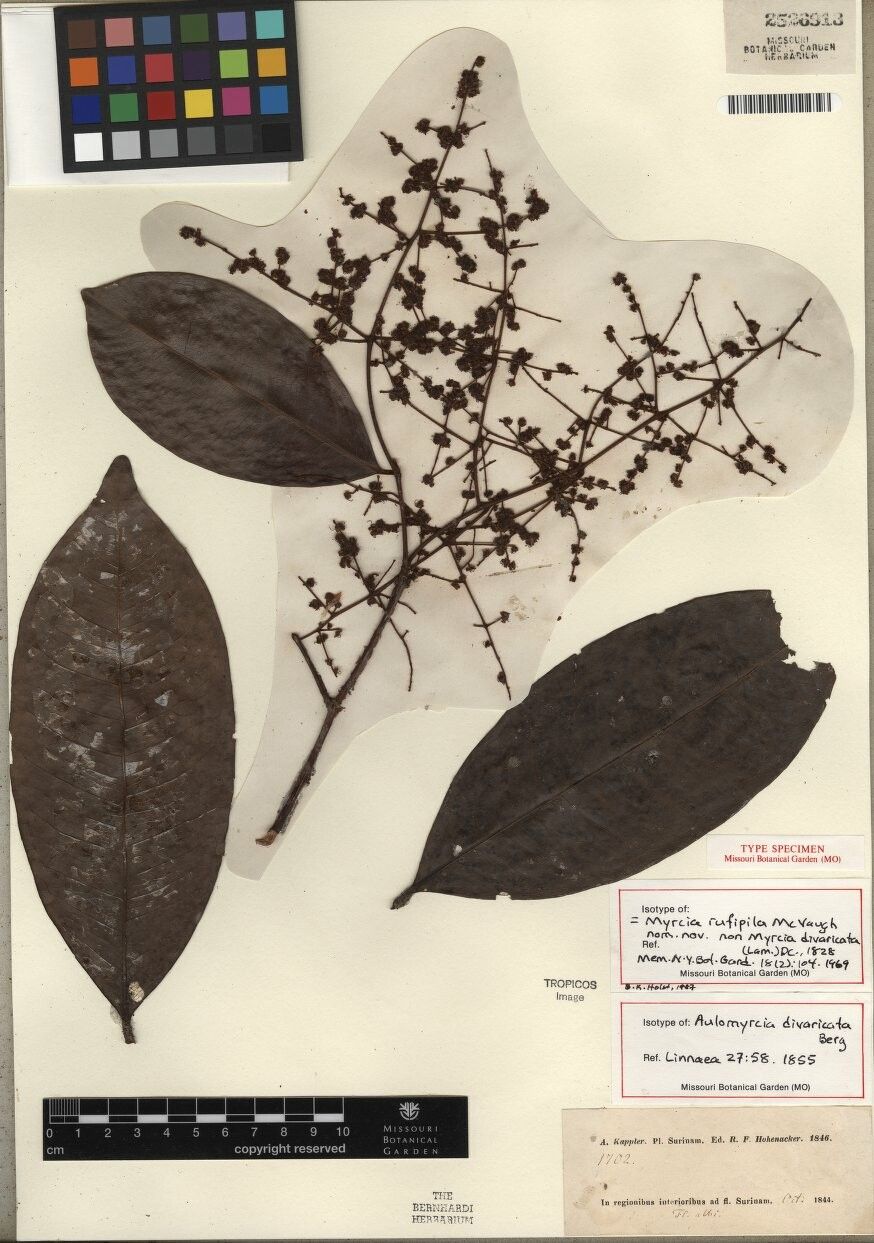 Myrcia rufipila — houseplant care guide