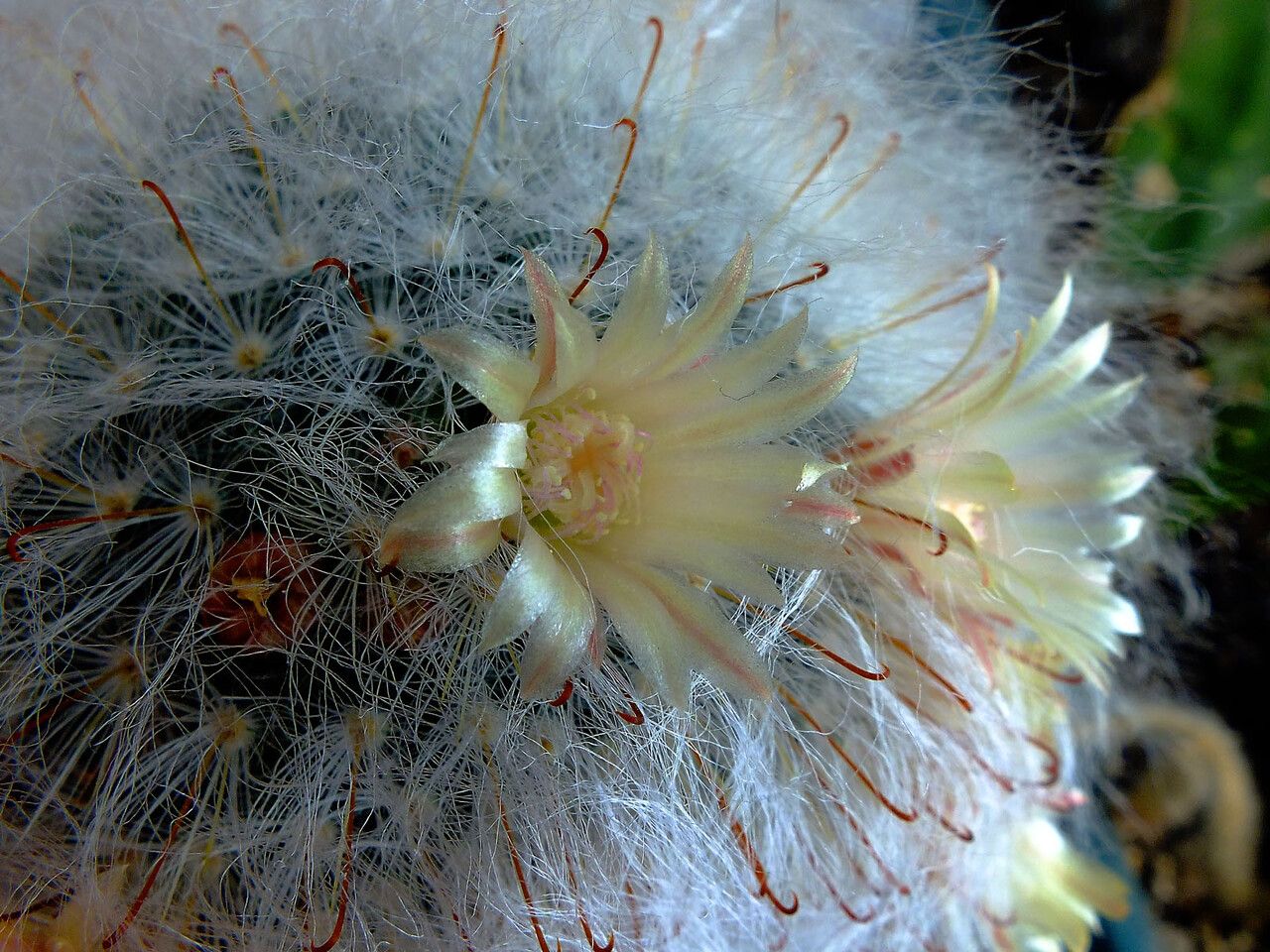 Mammillaria bocasana flower