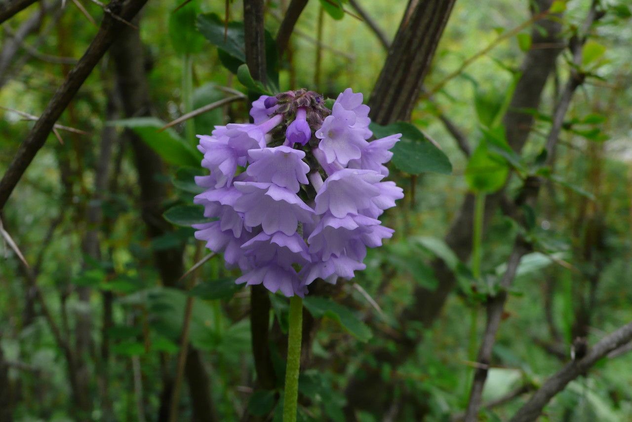 Primula deflexa flower