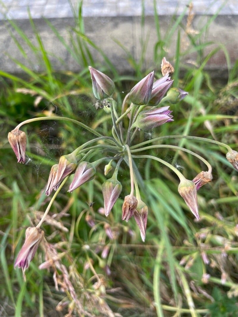 Allium siculum fruit