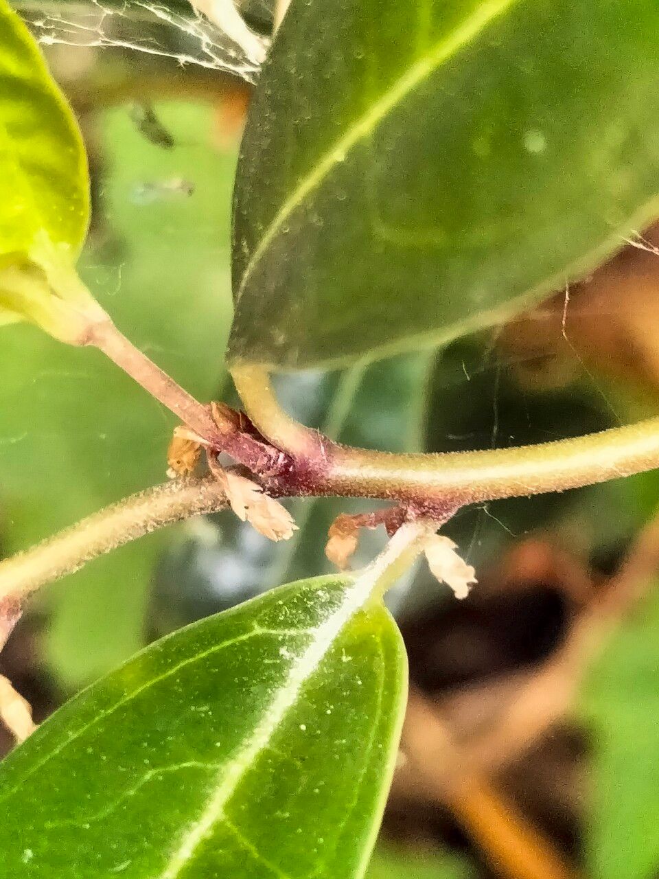 Sarcococca hookeriana flower