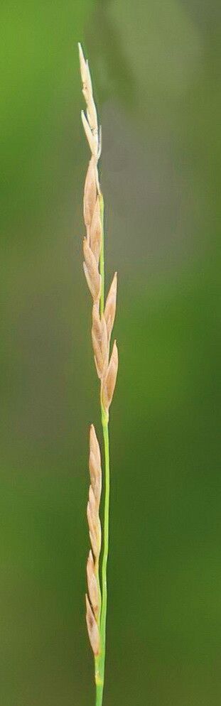 Festuca amethystina flower