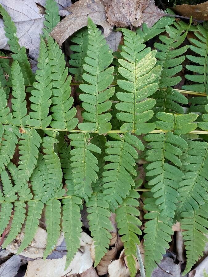 Dryopteris marginalis — search result for 'Dryopteris'