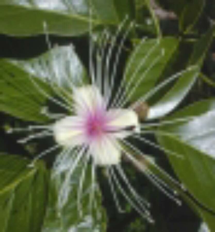 Crateva religiosa flower