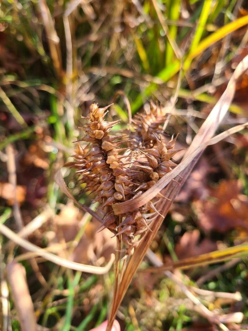 Carex lurida — search result for 'Cyperaceae'