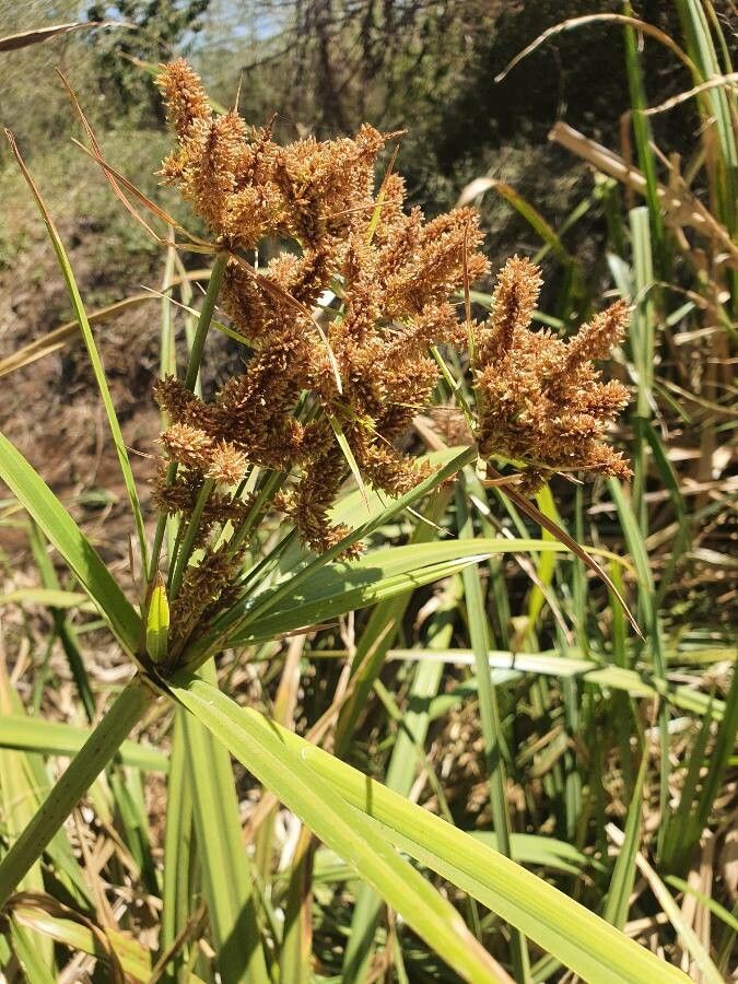 Cyperus latifolius flower