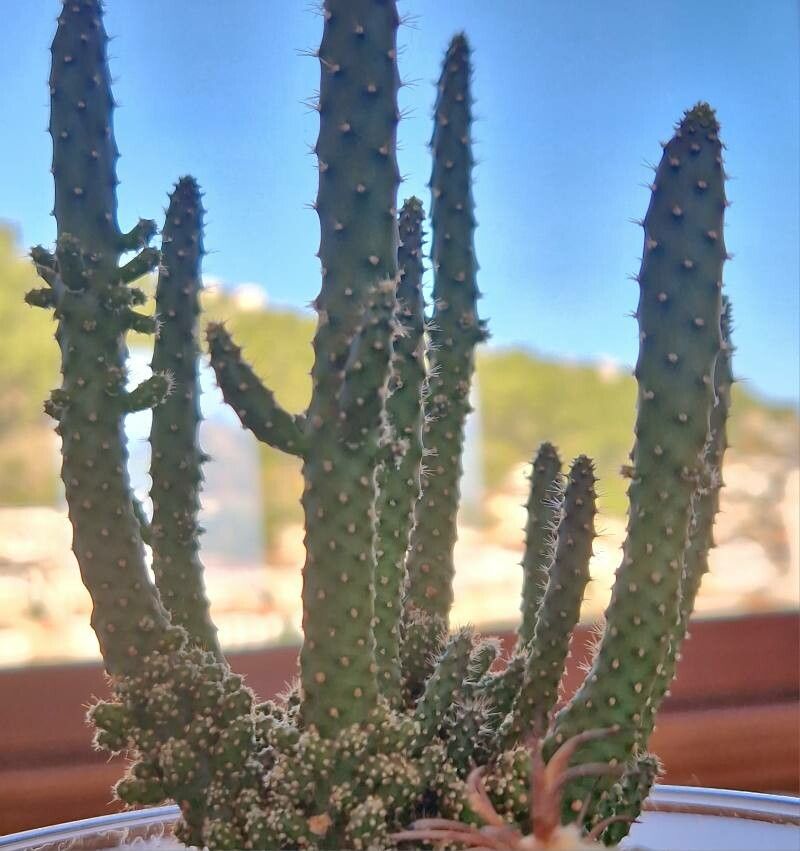Tephrocactus verschaffeltii — houseplant care guide