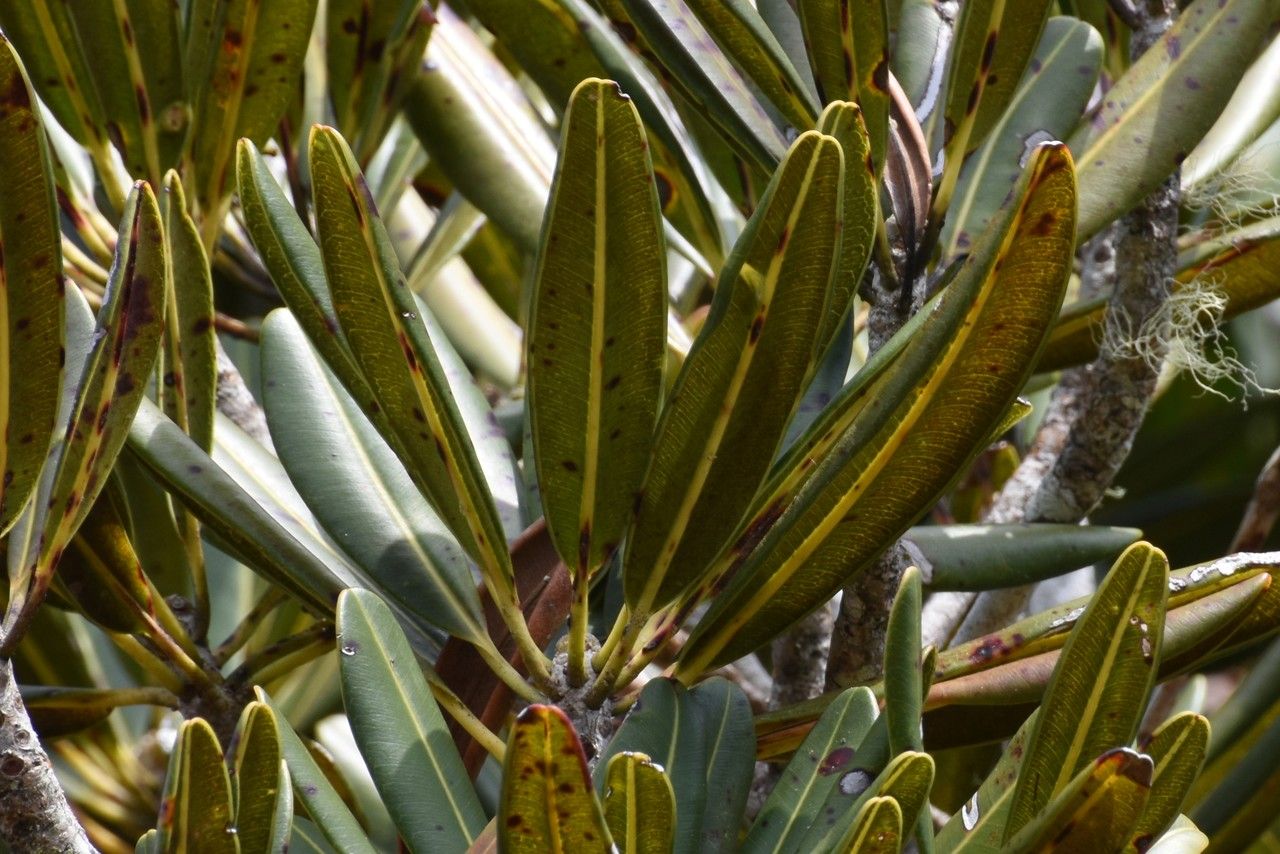 Labourdonnaisia revoluta — related species from the same genus