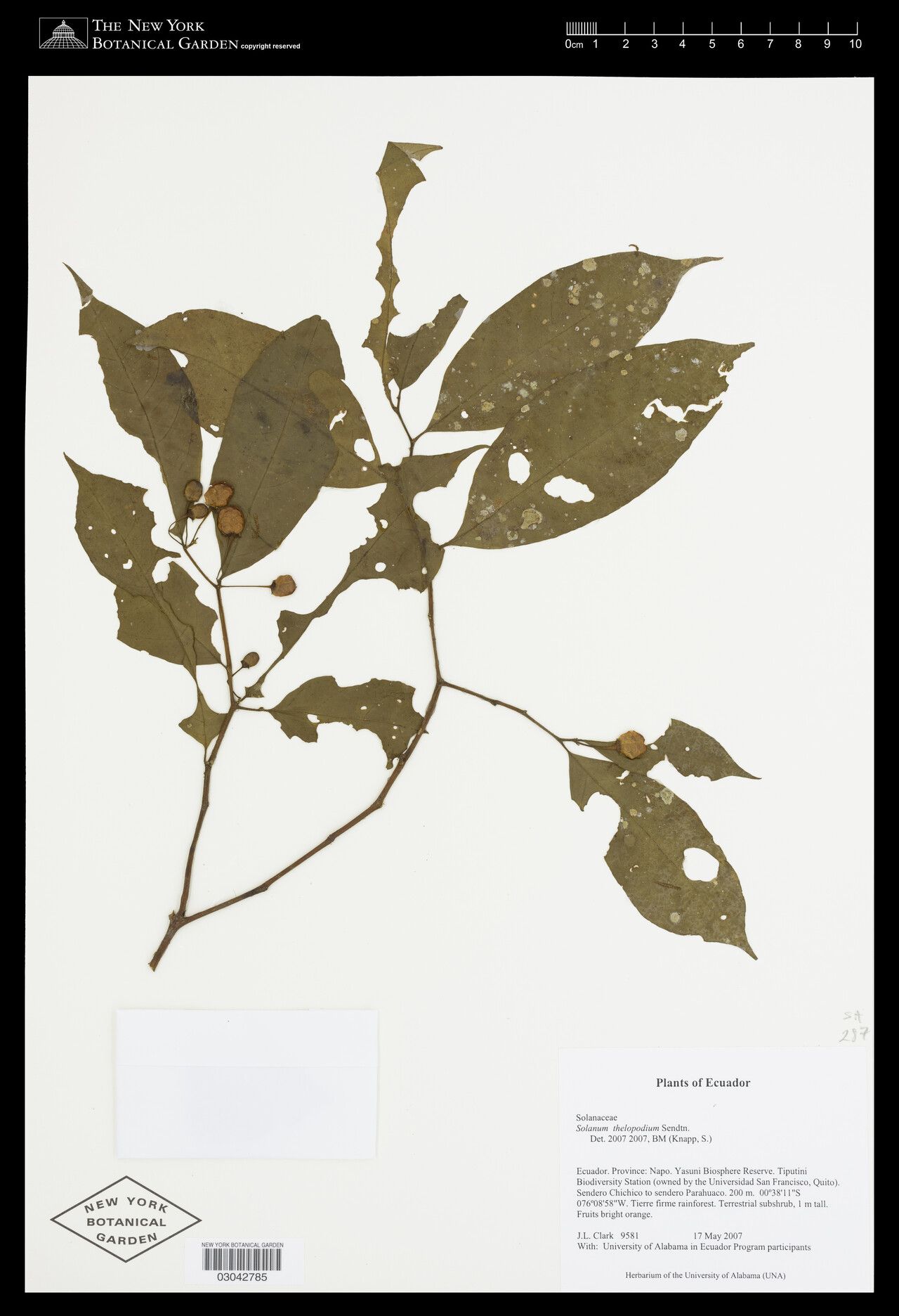 Solanum thelopodium fruit