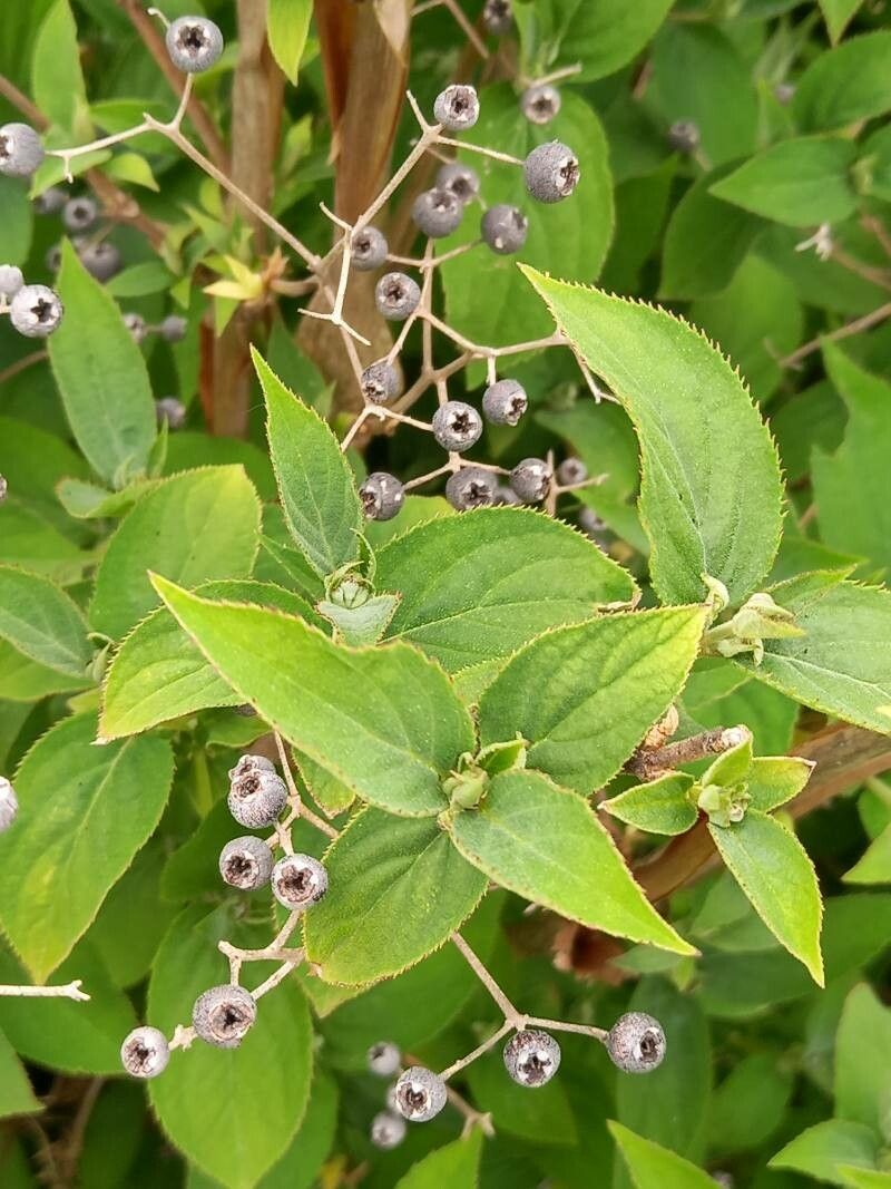 Deutzia setchuenensis leaf