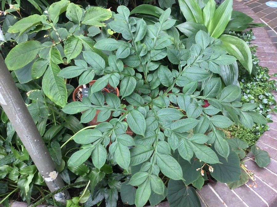 Amorphophallus konjac leaf