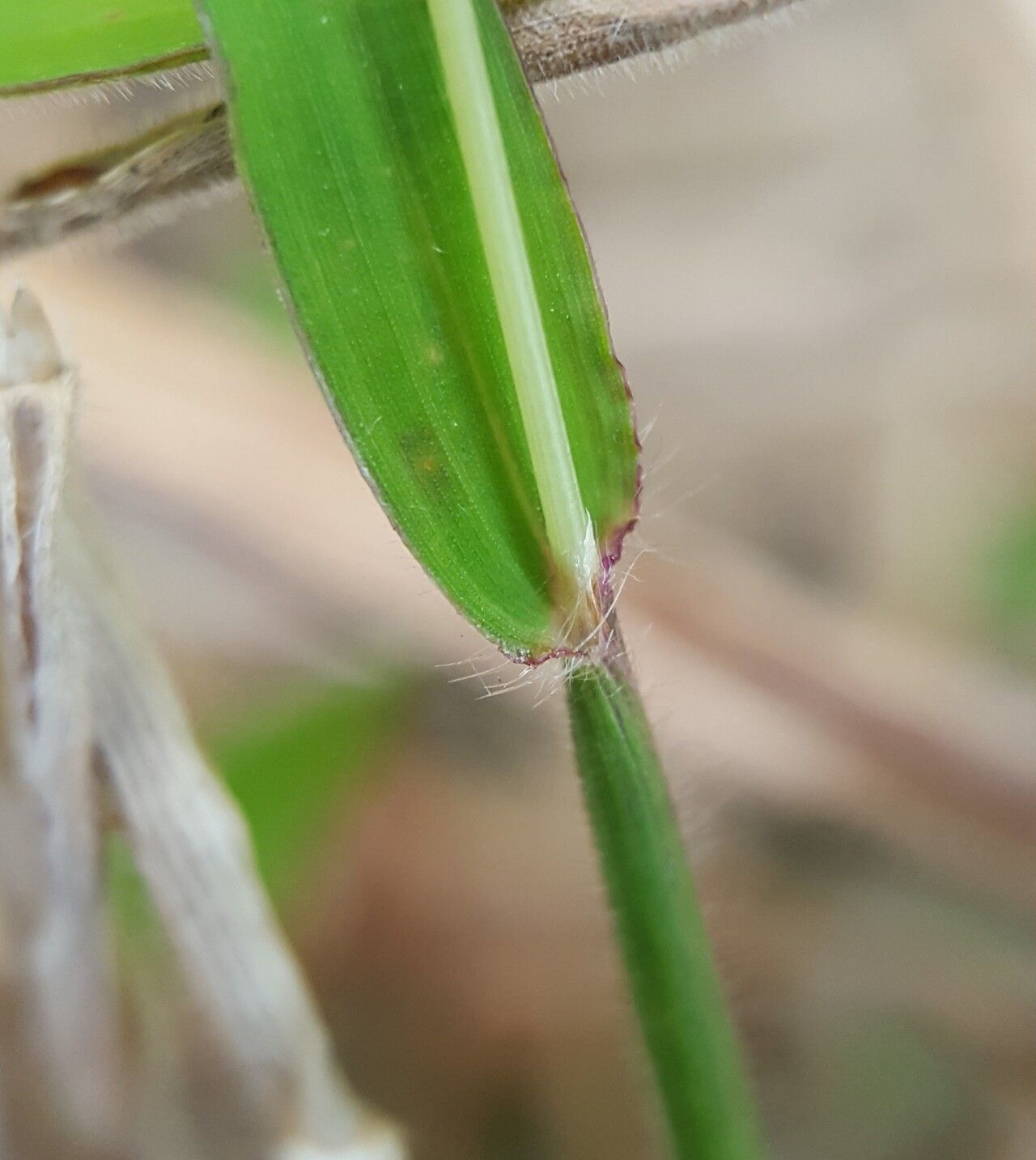 Digitaria fuscescens — houseplant care guide