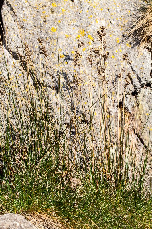 Juncus maritimus fruit