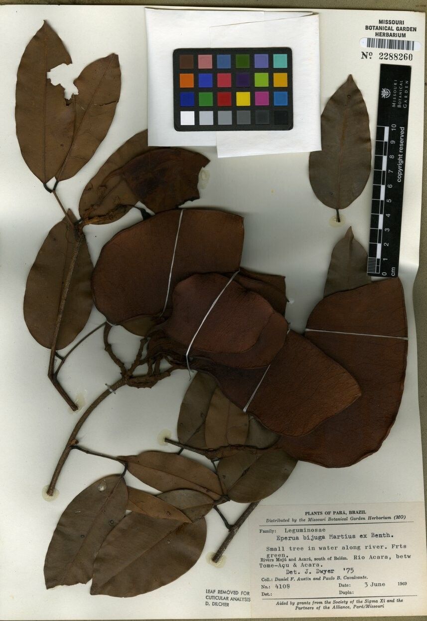 Eperua bijuga — related species from the same genus