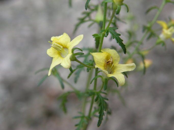 Seymeria bipinnatisecta — related species from the same genus