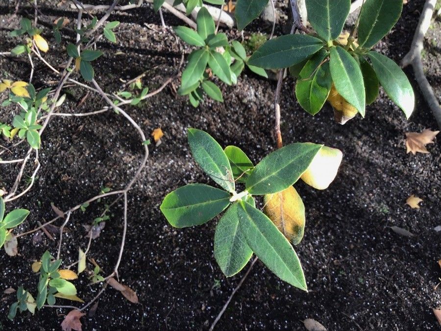 Rhododendron augustinii — houseplant care guide