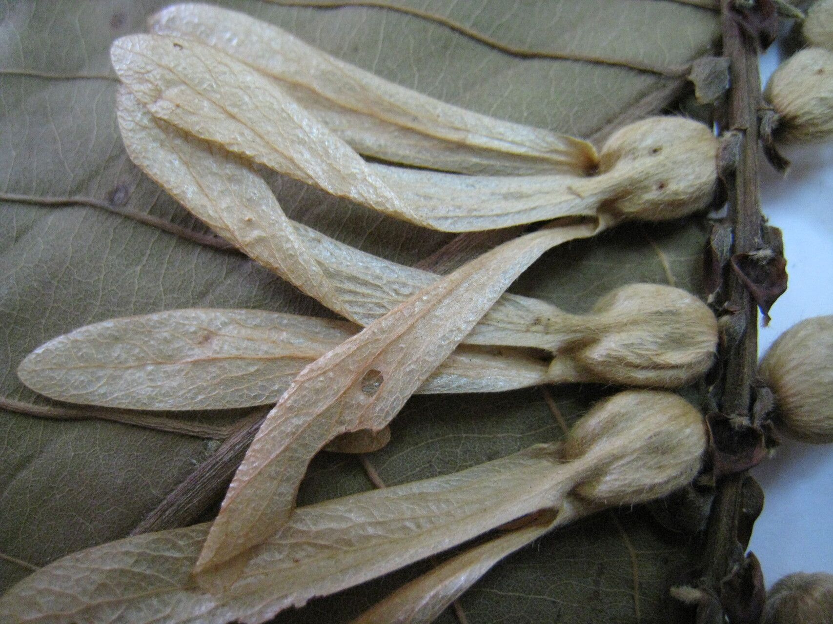 Triplaris weigeltiana fruit