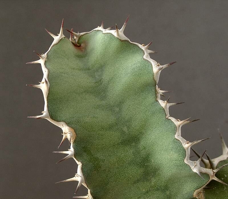 Euphorbia semperflorens leaf