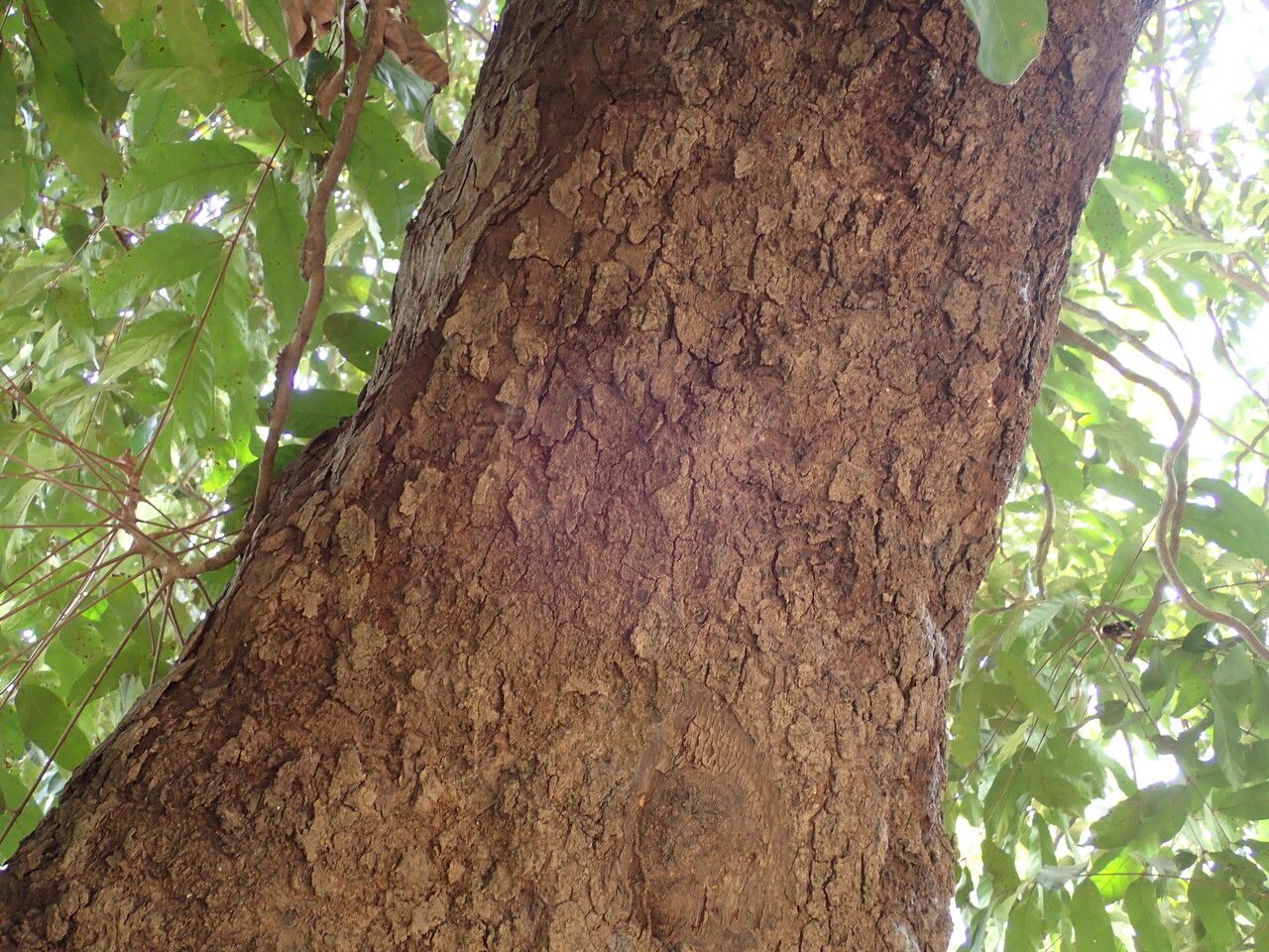 Daniellia oliveri bark