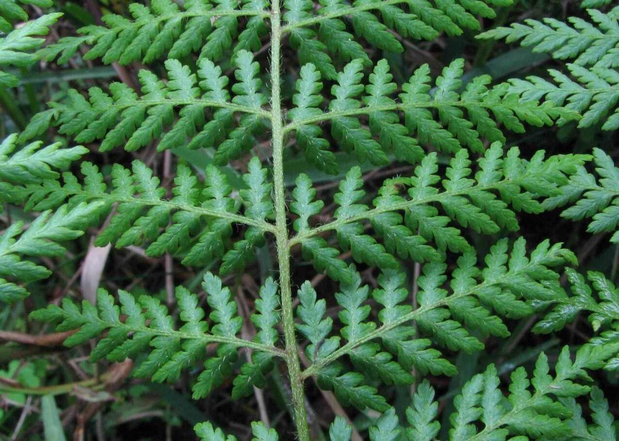 Hypolepis sparsisora — houseplant care guide