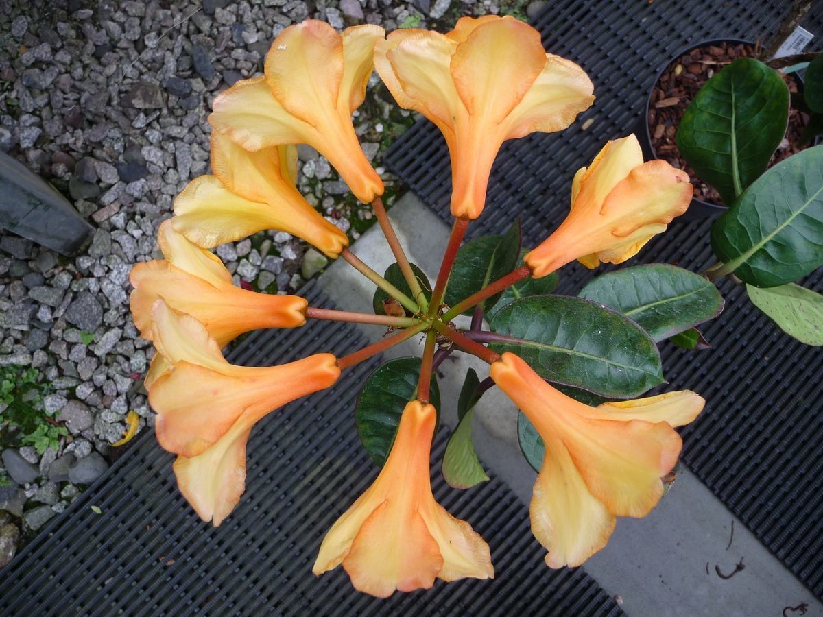 Rhododendron apiense flower