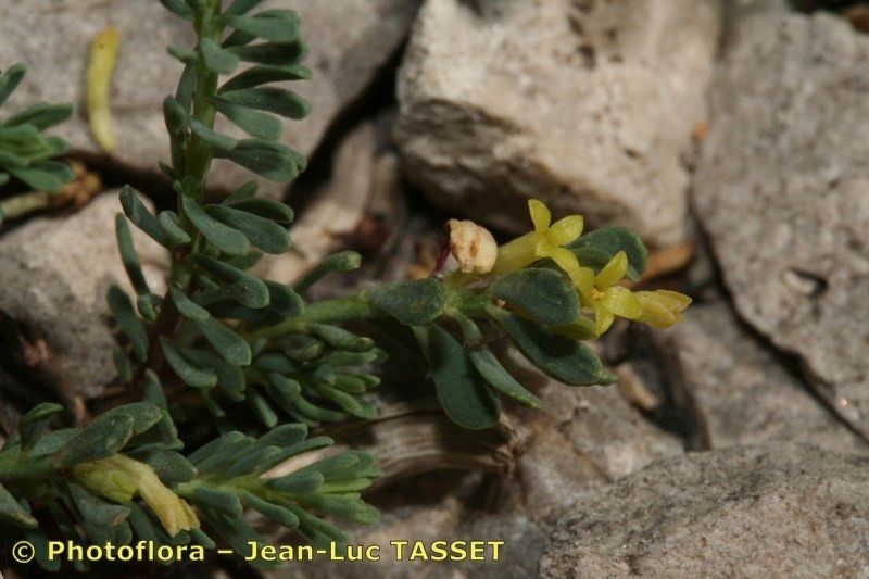 Thymelaea granatensis other