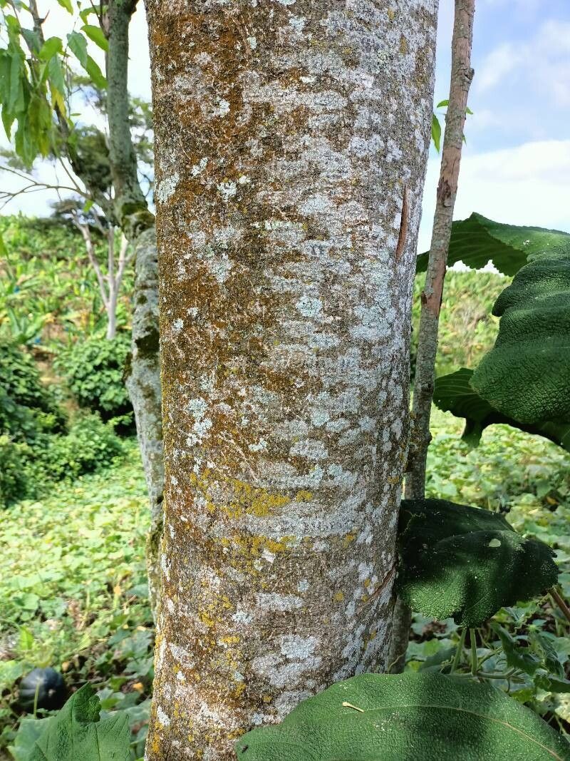 Cestrum ochraceum bark