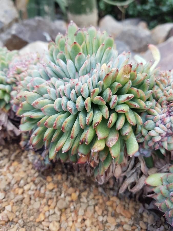 Echeveria cv. 'Apus' leaf