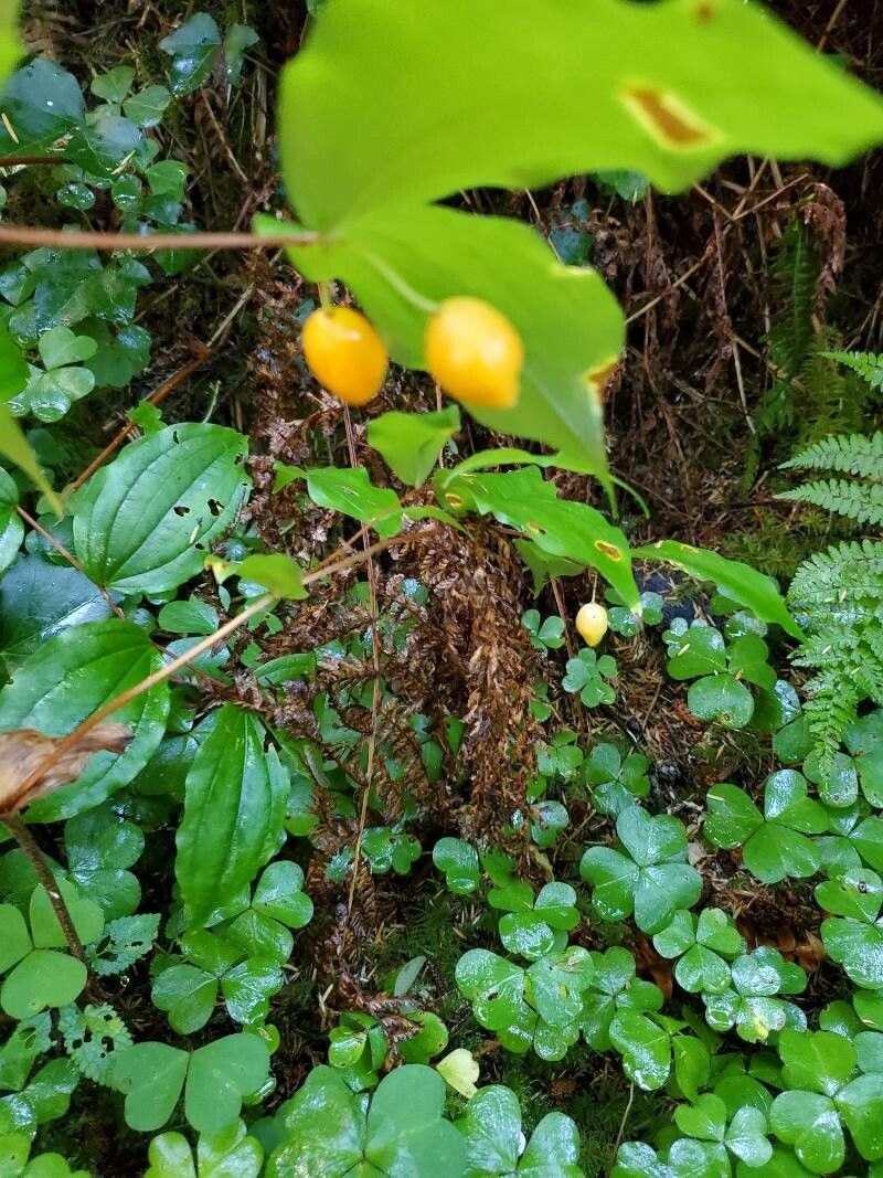 Prosartes smithii fruit