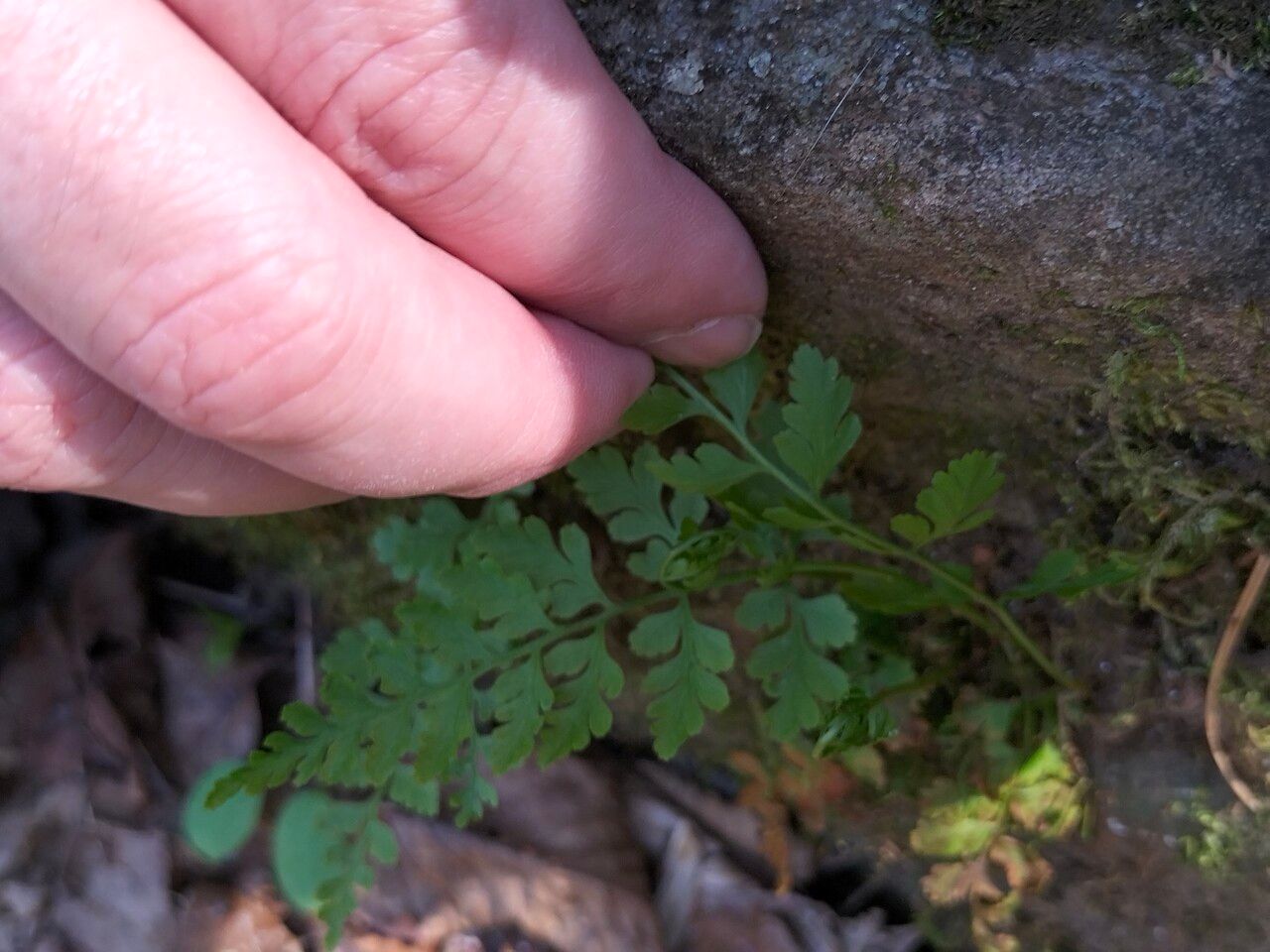 Cystopteris protrusa leaf