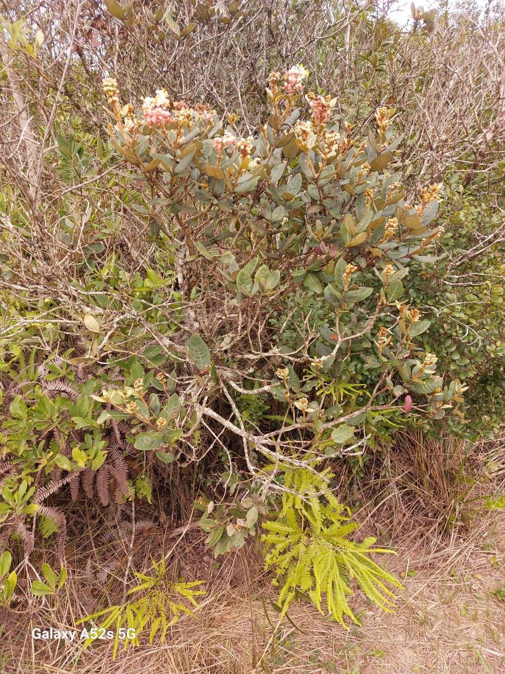Byrsonima umbellata habit