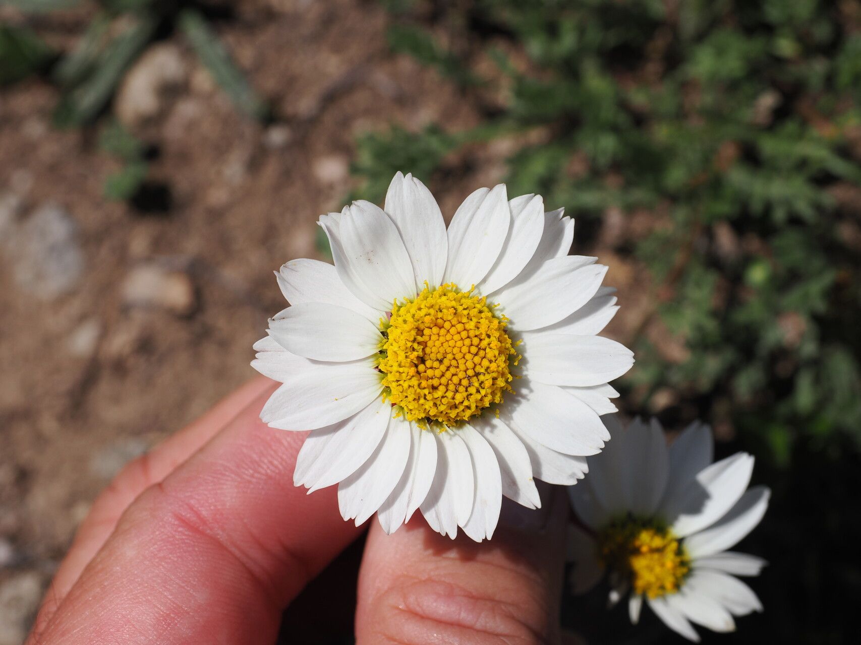 Tripleurospermum caucasicum