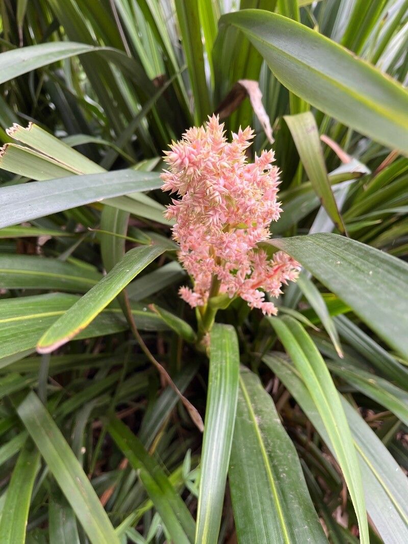 Helmholtzia glaberrima flower