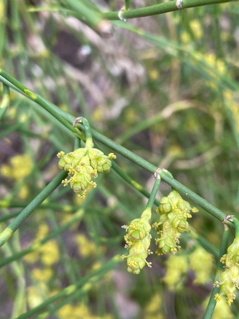 Ephedra distachya subsp. helvetica flower
