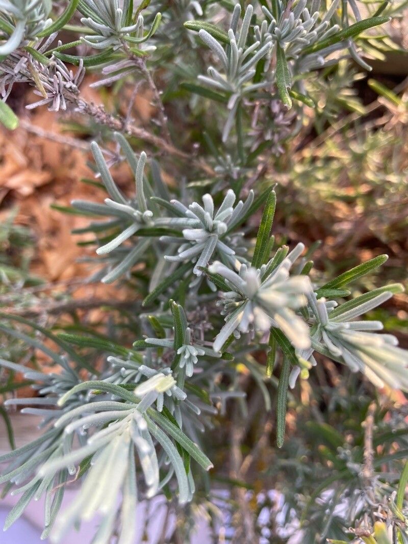 Lavandula maroccana leaf