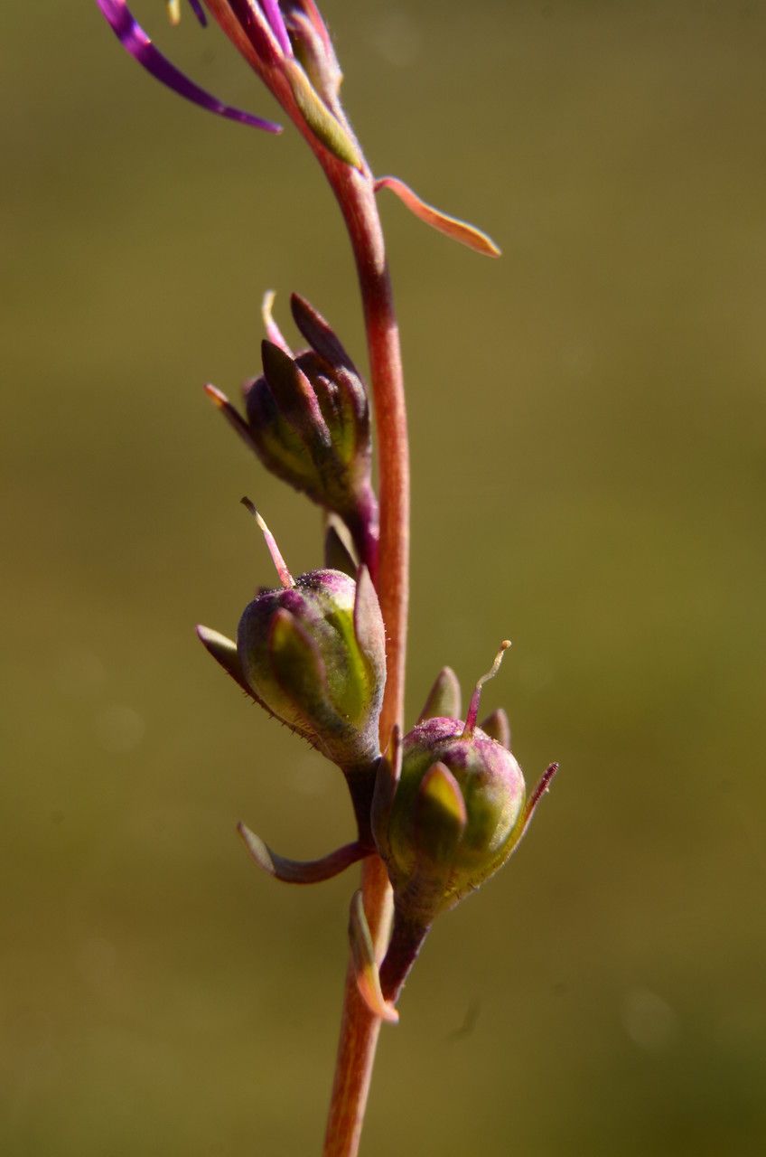 Linaria amethystea fruit