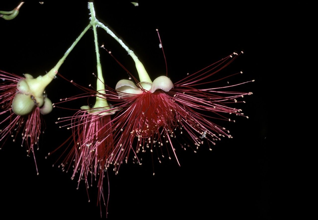 Syzygium gardneri — houseplant care guide