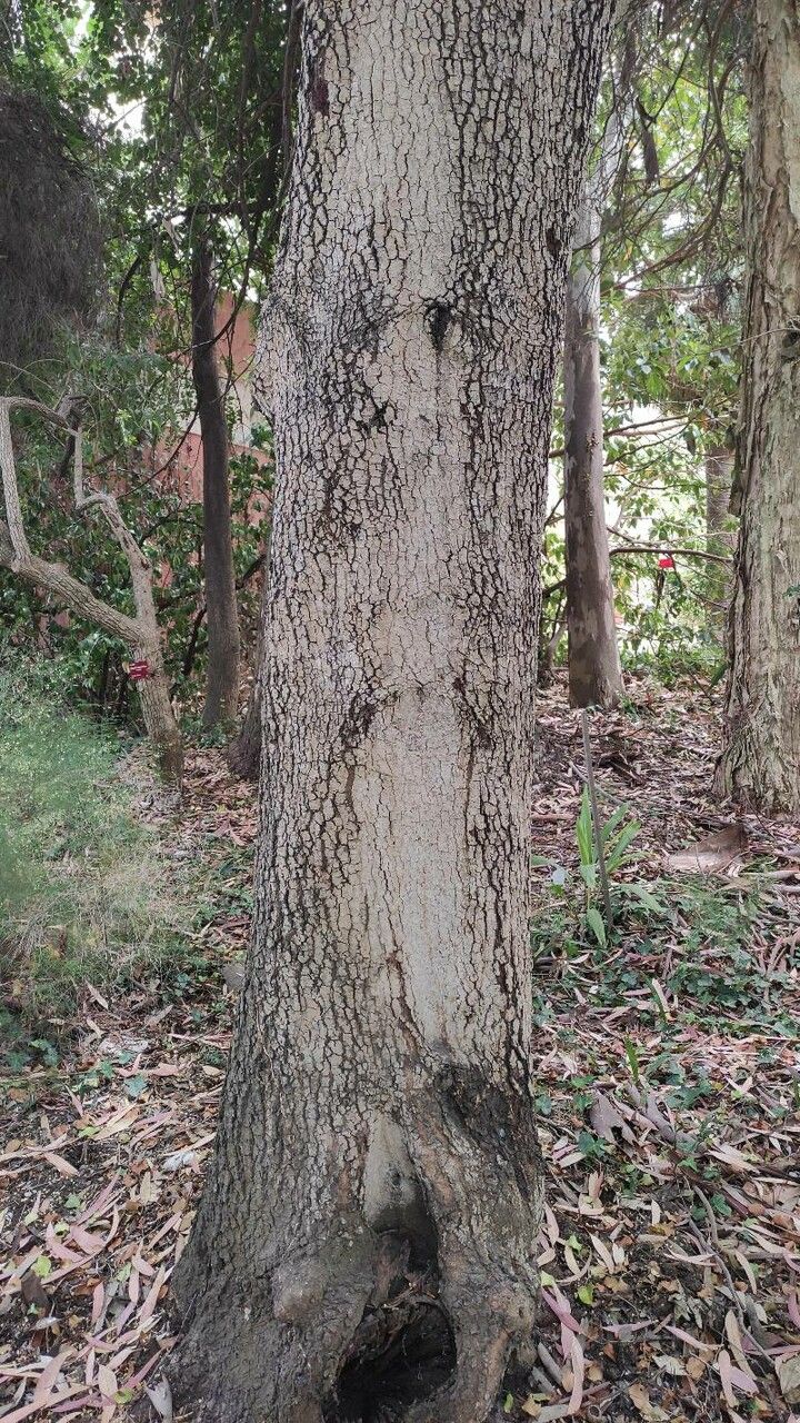 Prunus ilicifolia bark