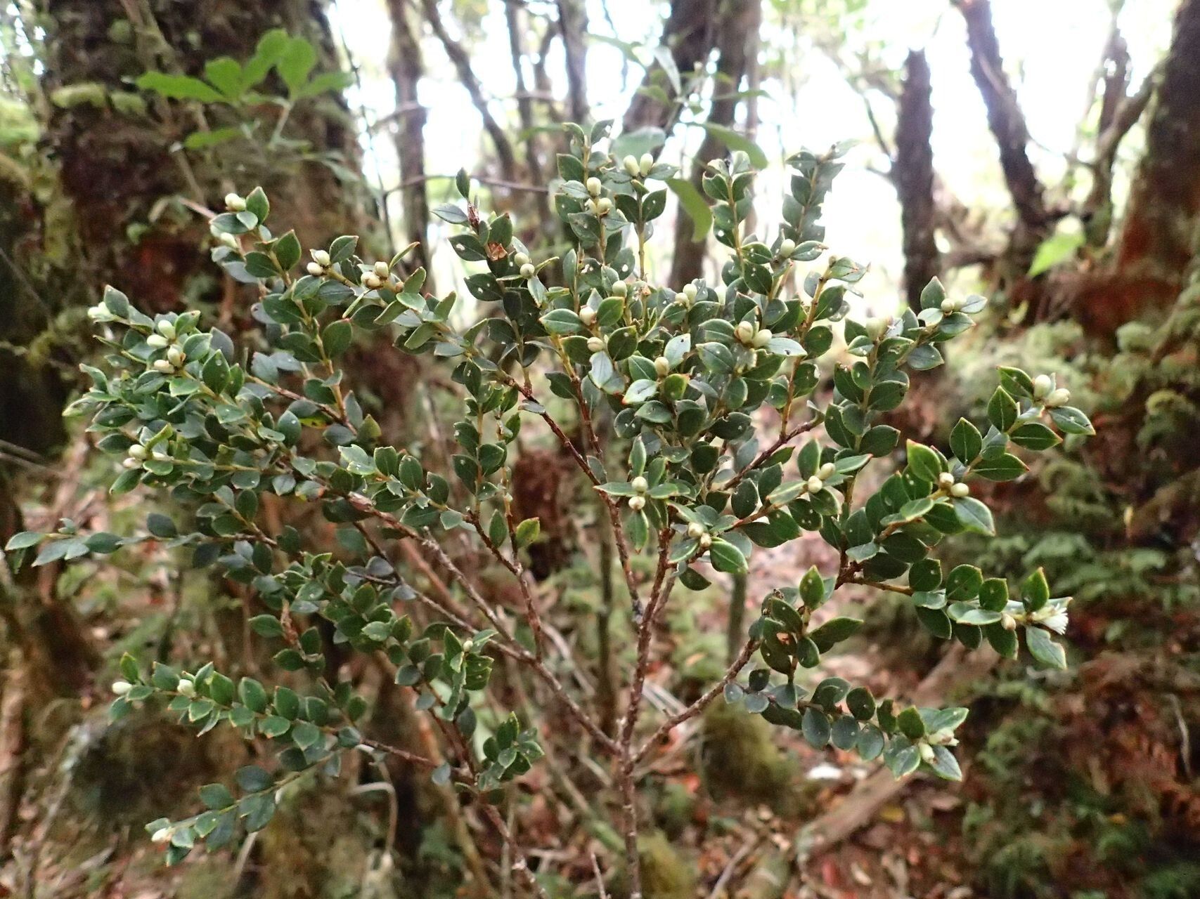 Metrosideros oreomyrtus habit