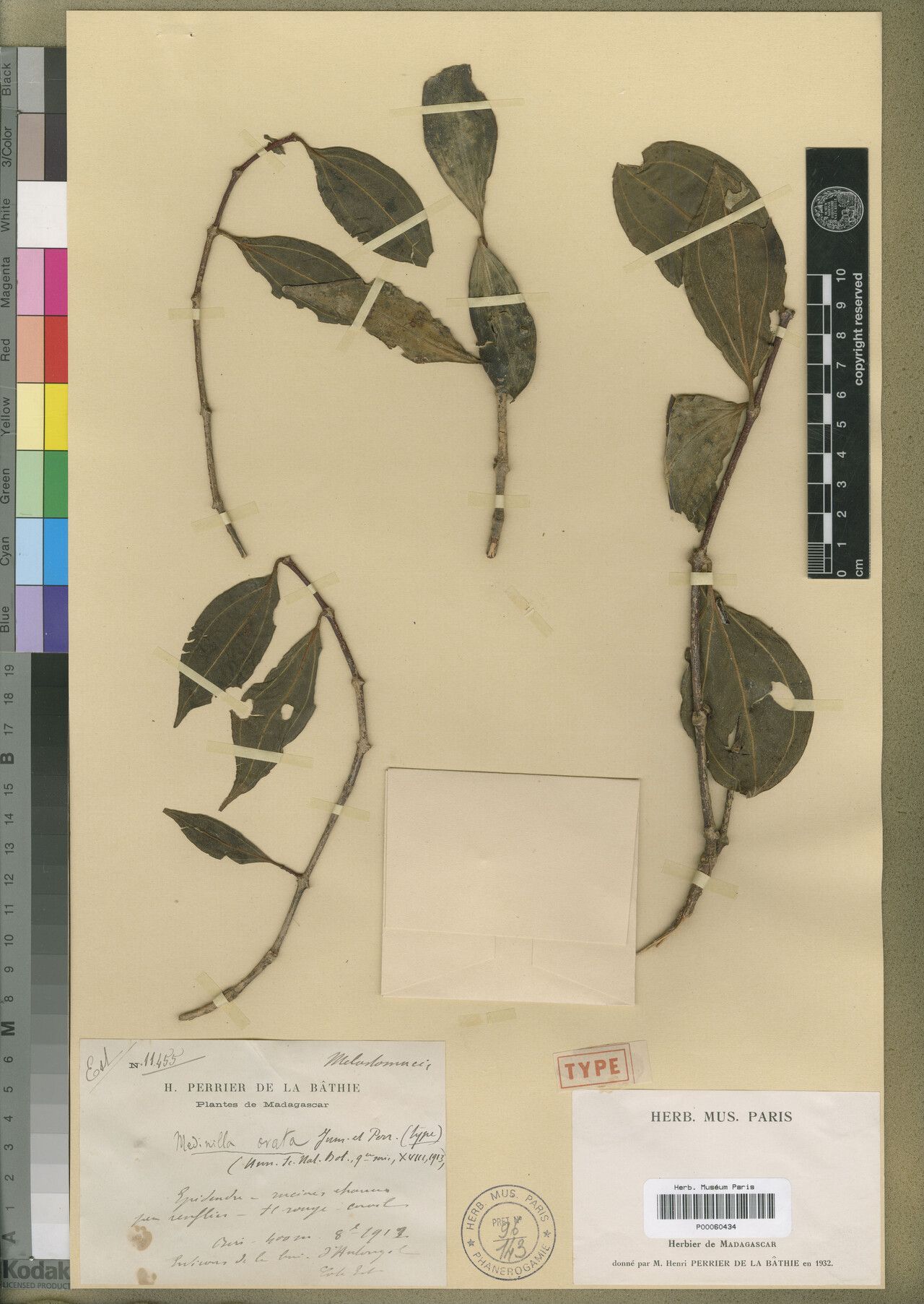 Medinilla ovata — search result for 'Medinilla'