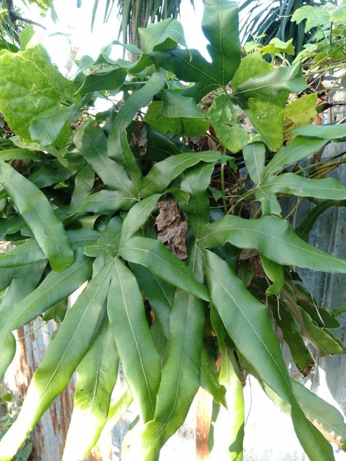 Lygodium circinatum — related species from the same genus