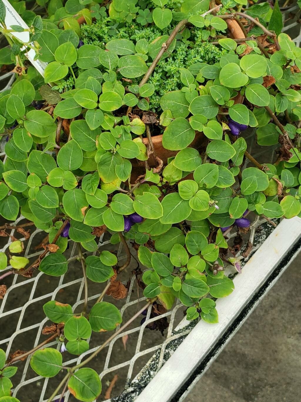 Coccocypselum cordifolium habit