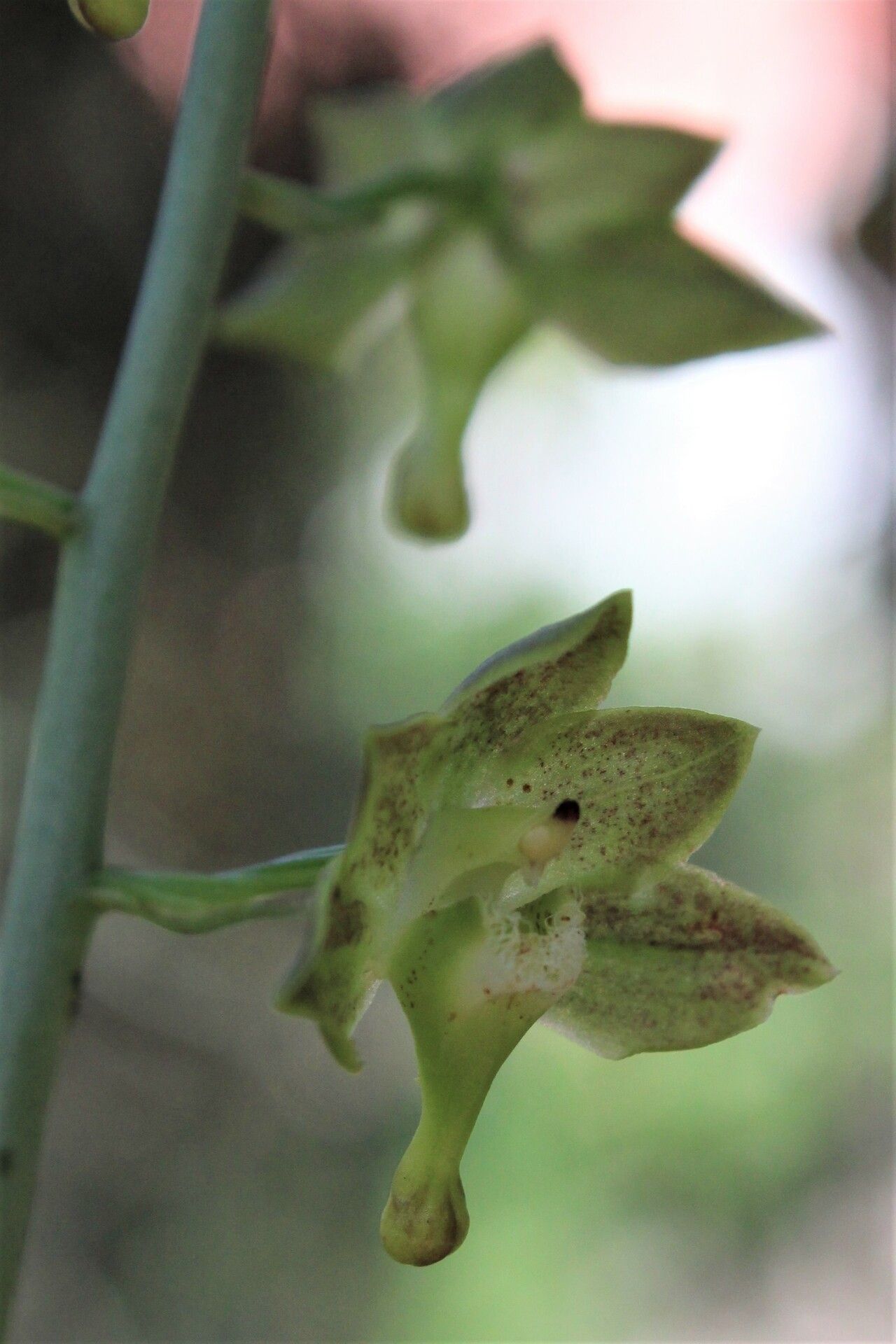 Eulophia gracilis — houseplant care guide