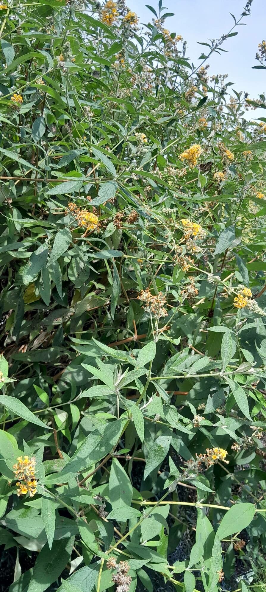 Buddleja × weyeriana habit