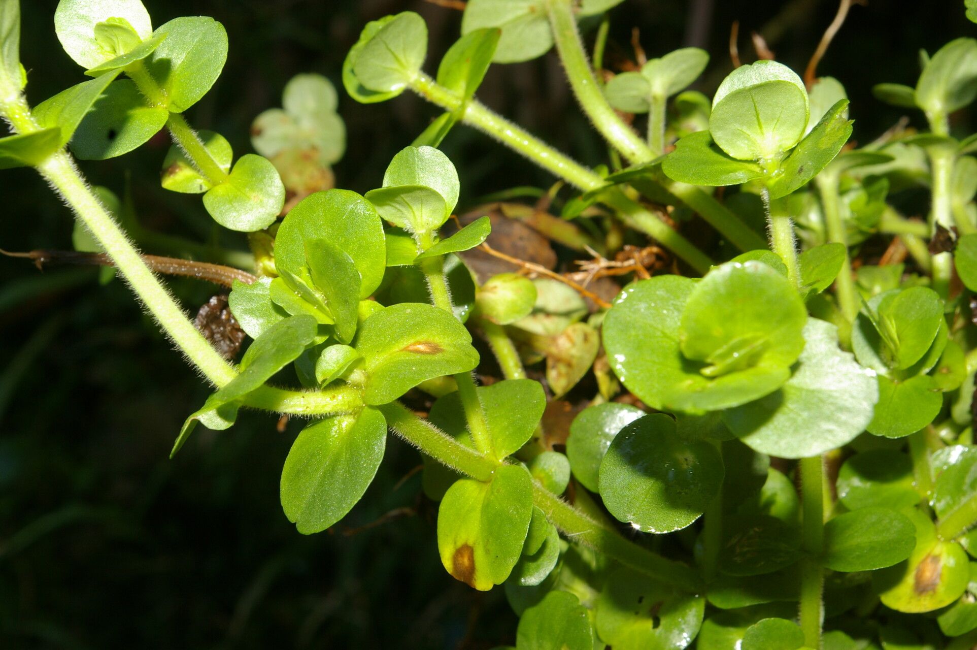 Bacopa salzmannii leaf