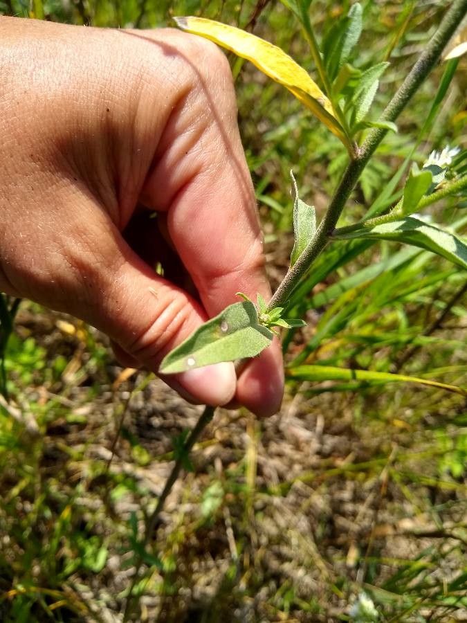 Verbena simplex — search result for 'Verbena'
