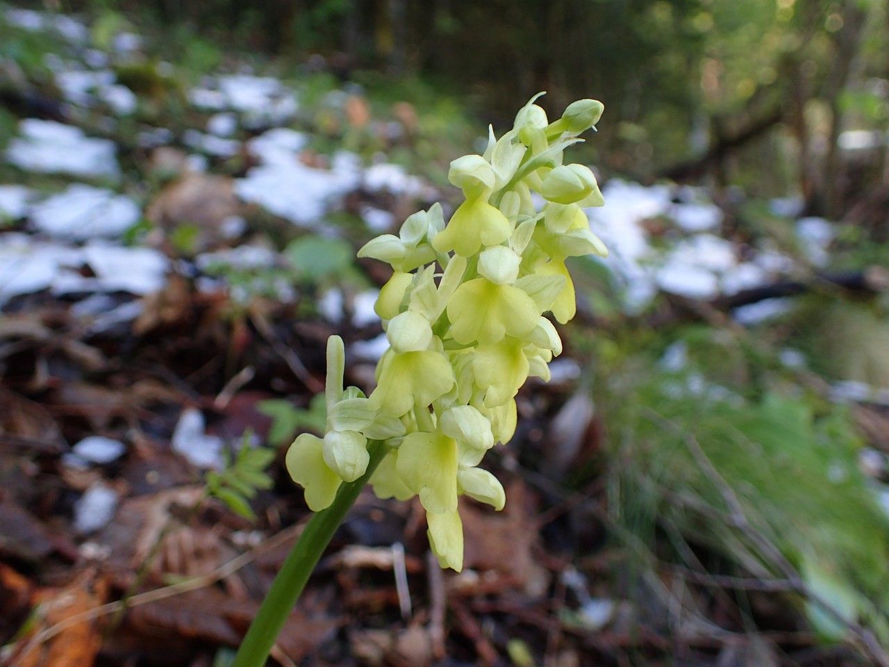 Orchis pallens fruit